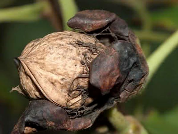 Hovedbilde Valnøtt A/VN1.1-25