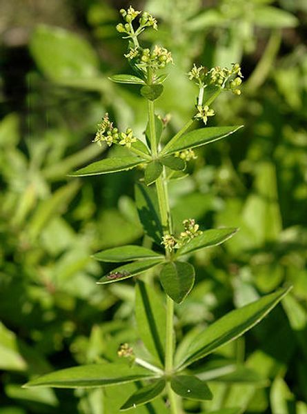 Hovedbilde Reinfann Krapp ARF1.2/K1.3-26