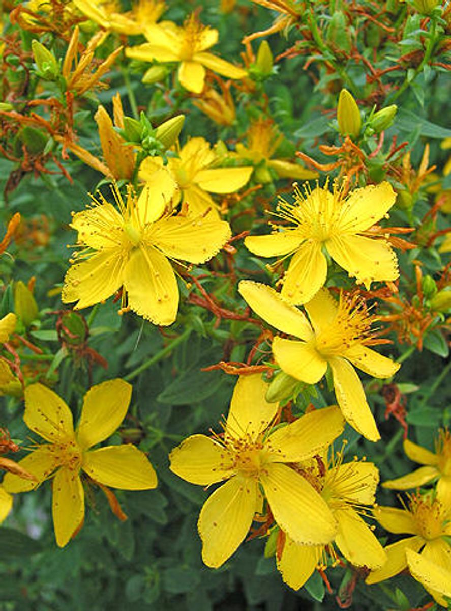 Prikkperikum A/PP/1-25