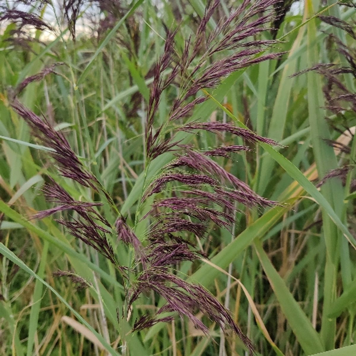 Takrøyr A/TR/1.1-25